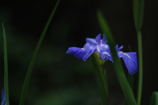 蝴蝶花