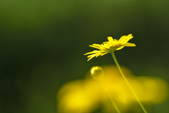 小黄花