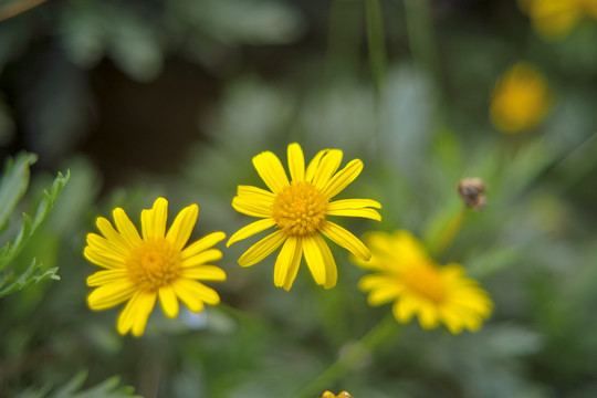 小菊花