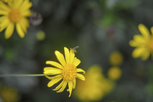 小菊花