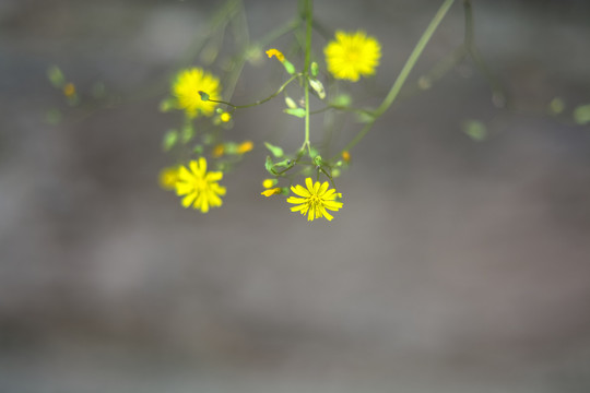 小菊花背景素材