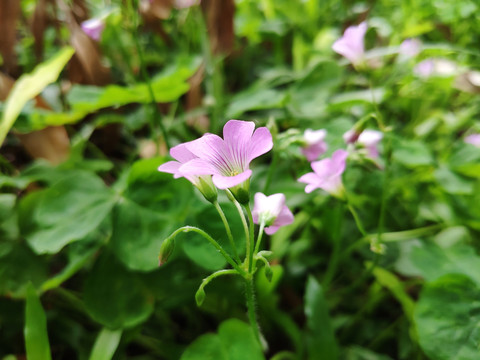 黄瓜草