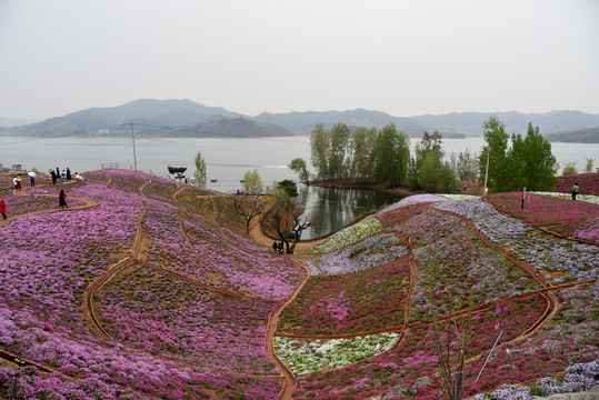 唐山迁西雨花谷芝樱