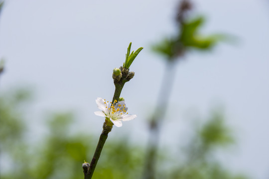 白色小花