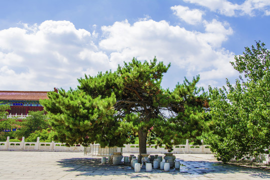 鞍山玉佛寺广场松树与石桌石凳