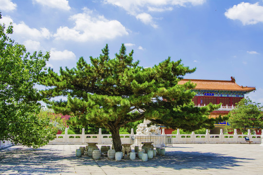 鞍山玉佛寺广场松树与石桌石凳