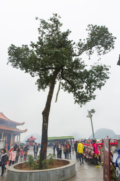 马山弄拉金刚山普陀寺回魂树