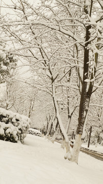 师宗雪景