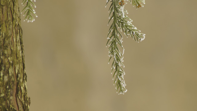 师宗雪景