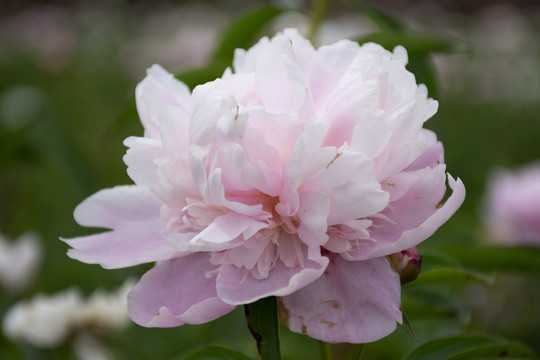 芍药花高清