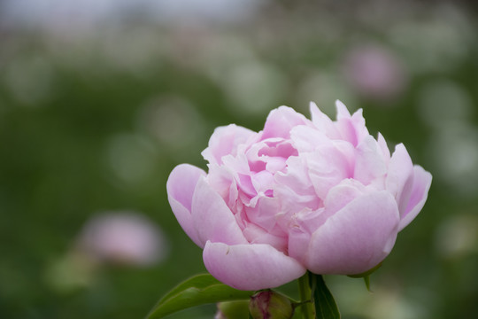 芍药花特写