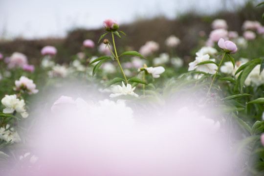 芍药花田