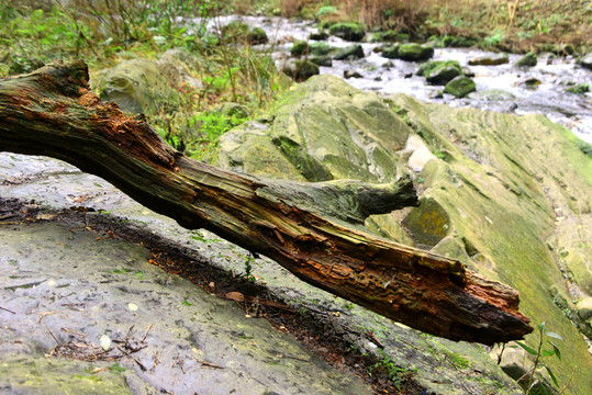 小溪枯木岩石