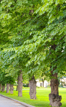 奥斯陆街景树木