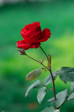 玫瑰花