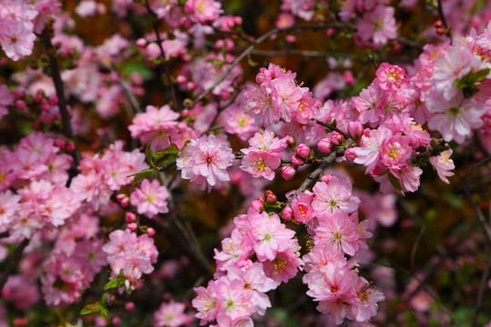 桃花