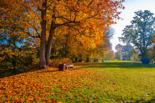 秋日午后大树下铺满落叶的草地