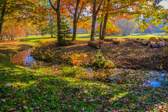 秋天铺满落叶的小河流过草地