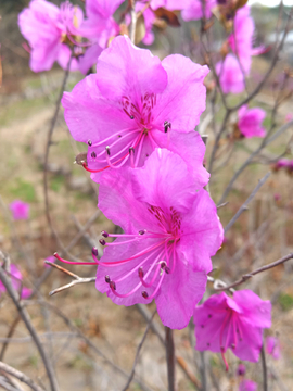 杜鹃花开