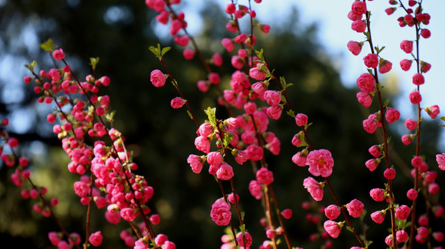 梅花