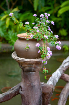 盆栽花卉装饰