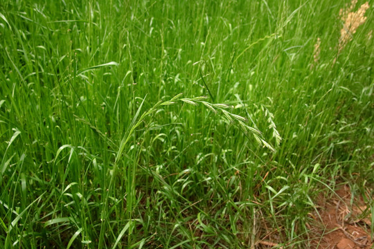 黑麦草