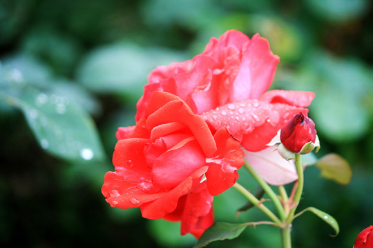 雨后月季