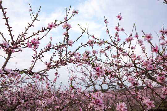 桃花