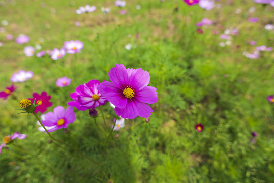 波斯菊