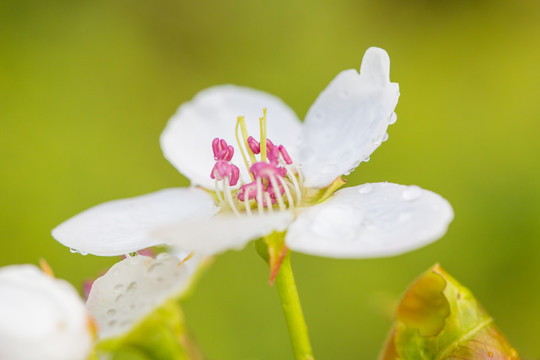 雨后梨花特写