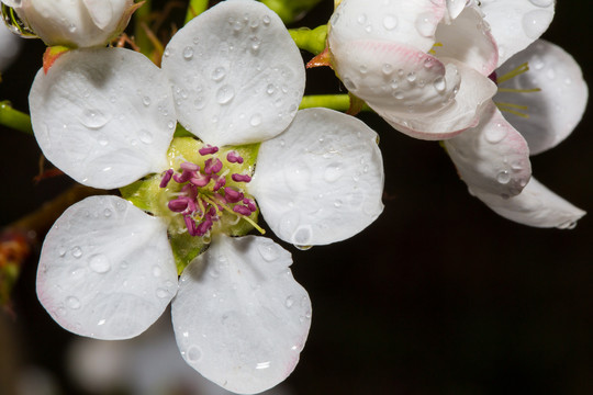 雨后梨花特写