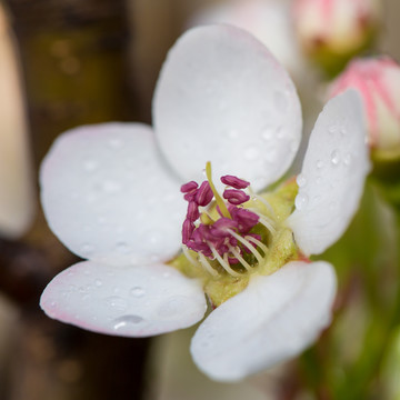 雨后梨花特写