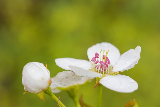 雨后梨花特写