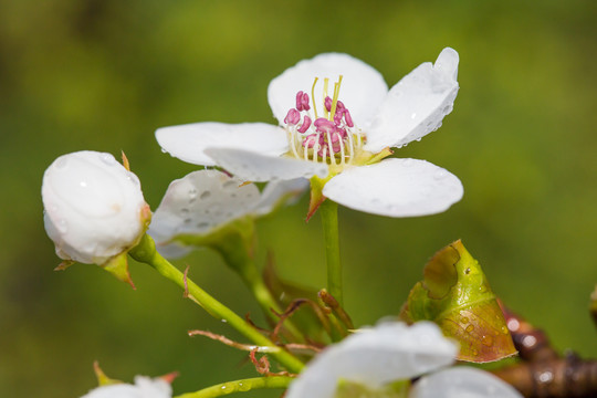 雨后梨花特写