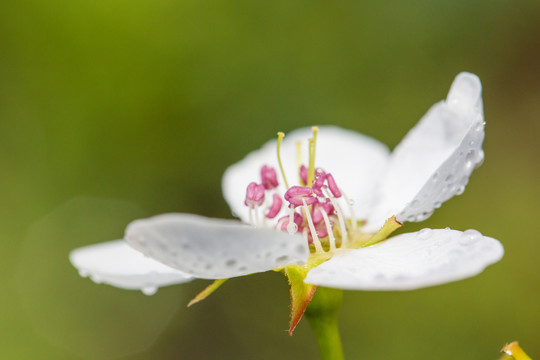 雨后梨花特写