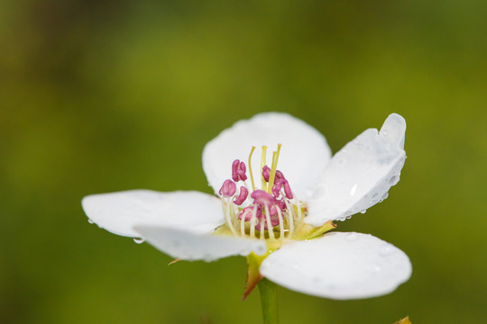 雨后梨花特写