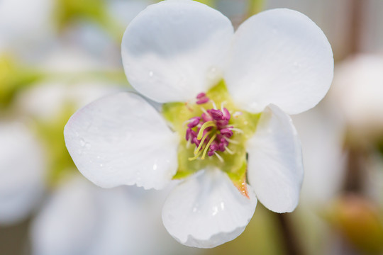 雨后梨花特写