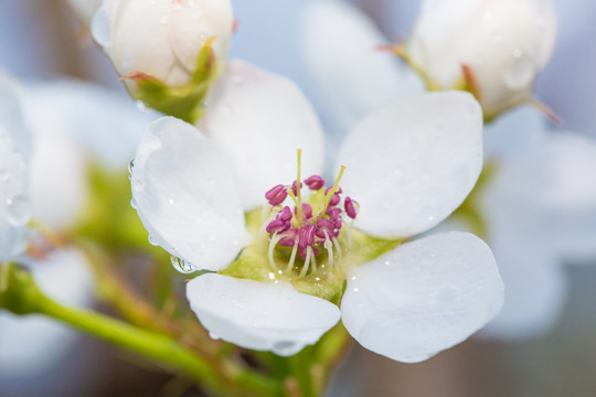 雨后梨花特写