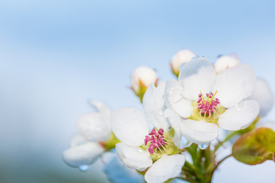 雨后梨花特写