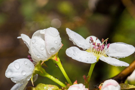 雨后梨花特写