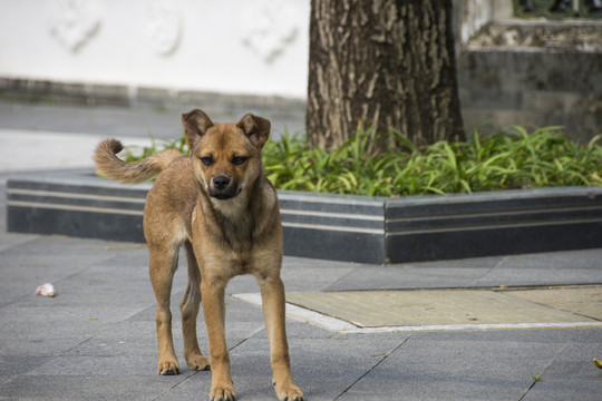 土狗