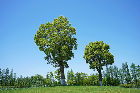 樟树