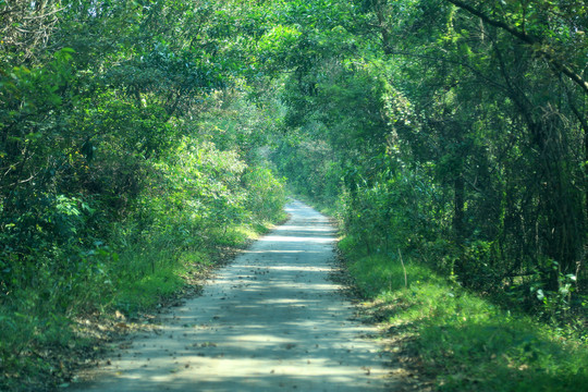 山里的水泥路