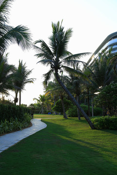 椰子树绿草坪
