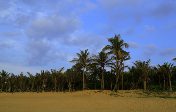 椰子树沙滩