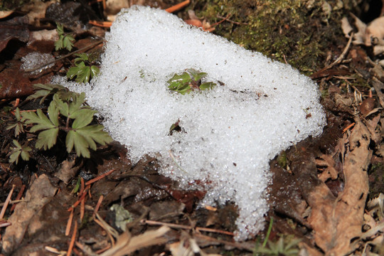 雪与植物