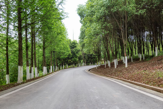 森林中的公路