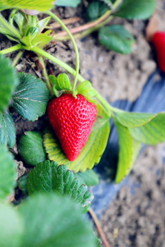 农家采摘草莓