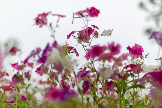 长春花花田