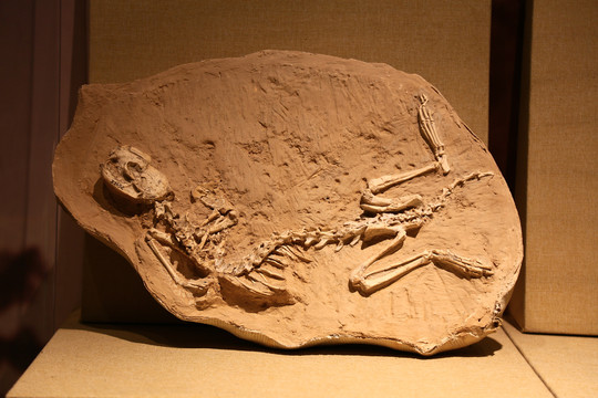 古动物化石